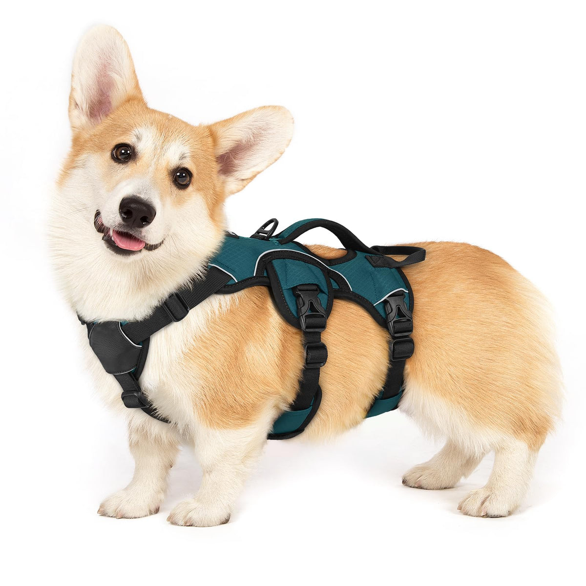 rabbitgoo dog harness shown from the front with its straps and padded construction.