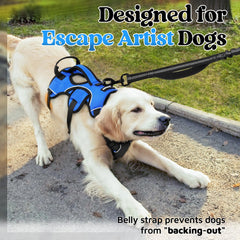 rabbitgoo dog harness padded lift handle shown in close-up.