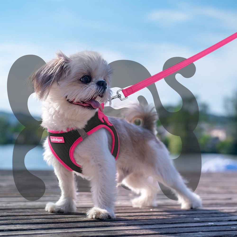 rabbitgoo small dog harness and matching leash shown together in a coordinated color.