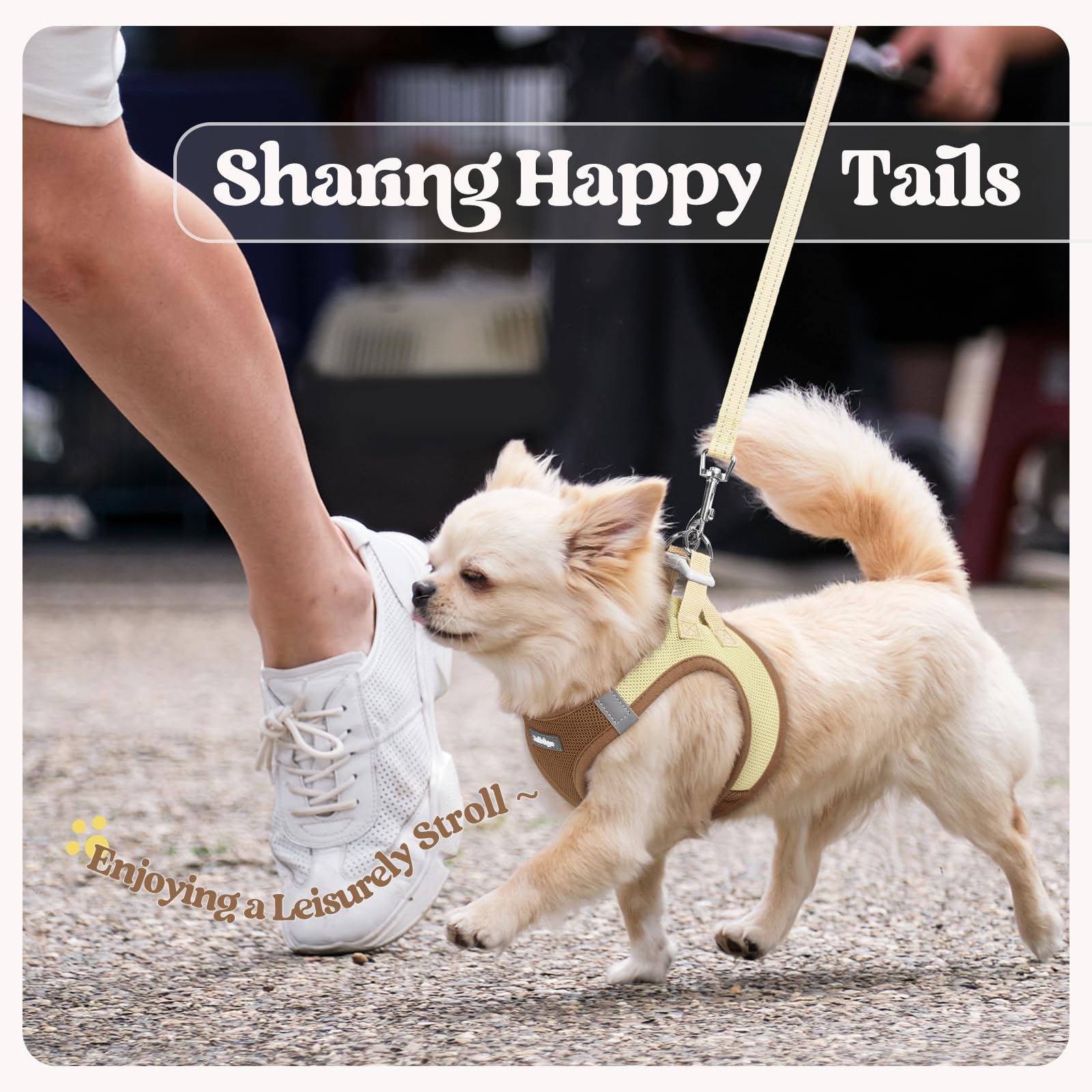 rabbitgoo dog harness and matching leash shown as a coordinated set