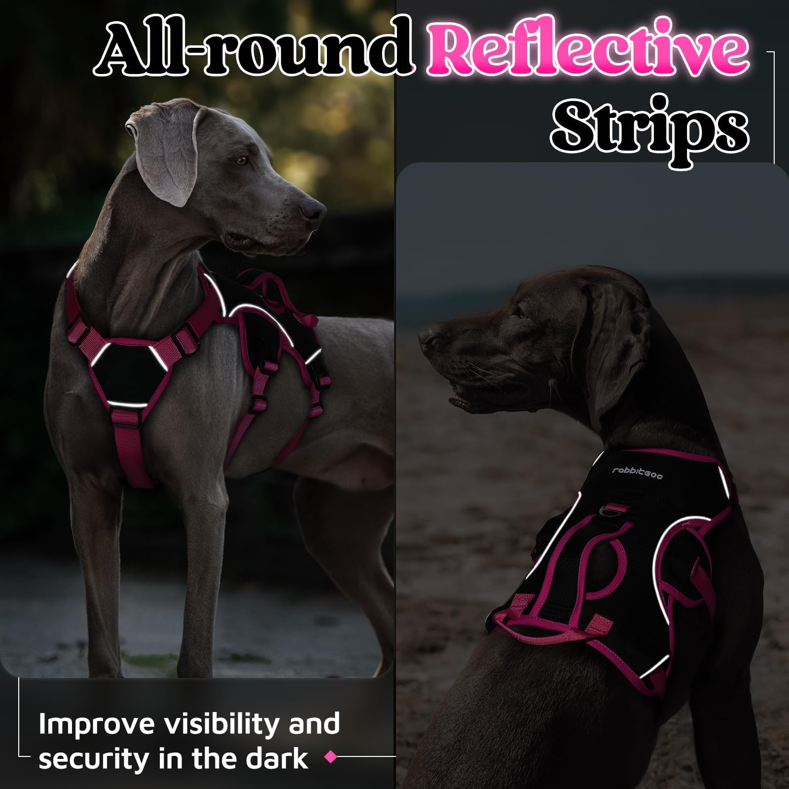 rabbitgoo dog harness shown on a dog during an outdoor walk.