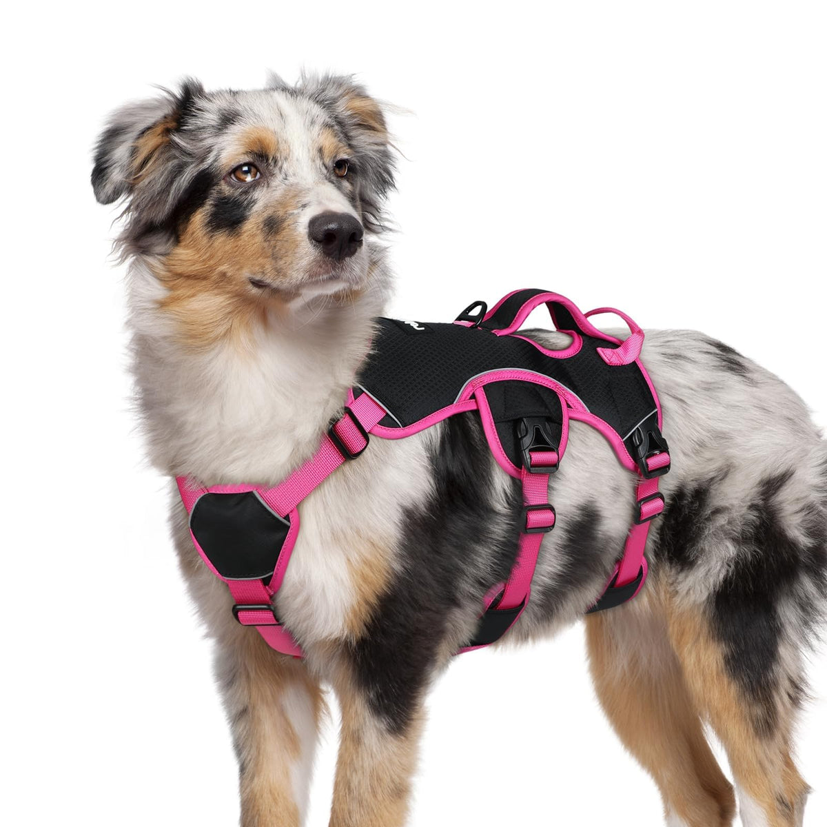 rabbitgoo dog harness shown from the front to display its overall design.