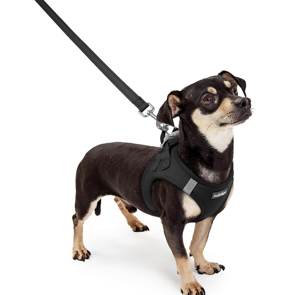 rabbitgoo dog harness and leash set shown from the front.