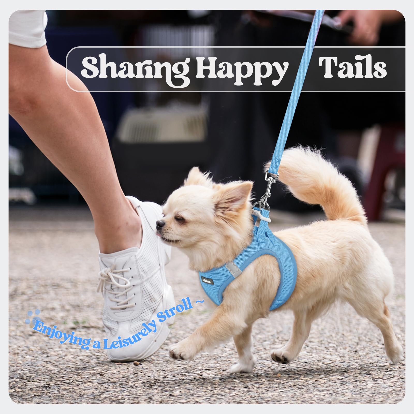 rabbitgoo dog harness set showing the leash's palm-padded handle.