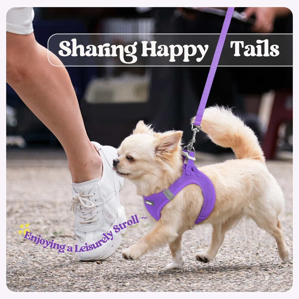 rabbitgoo dog harness and leash set shown during a walk.