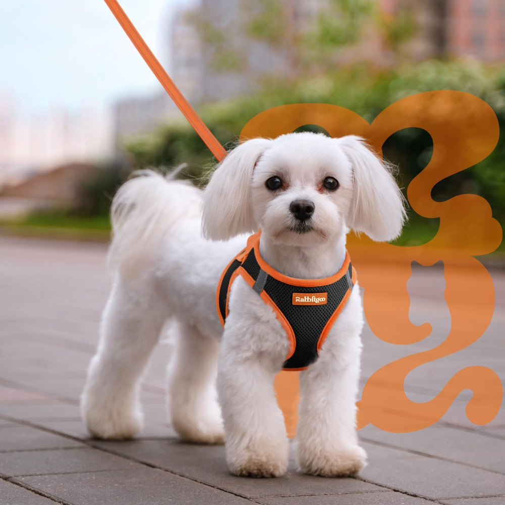 rabbitgoo dog harness shown from a side angle.