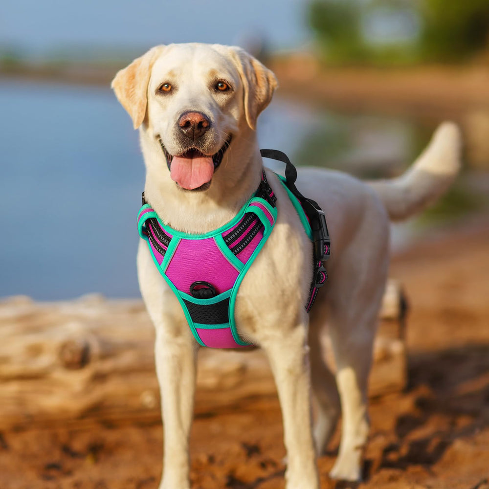 rabbitgoo dog harness top handle shown at the back of the vest.