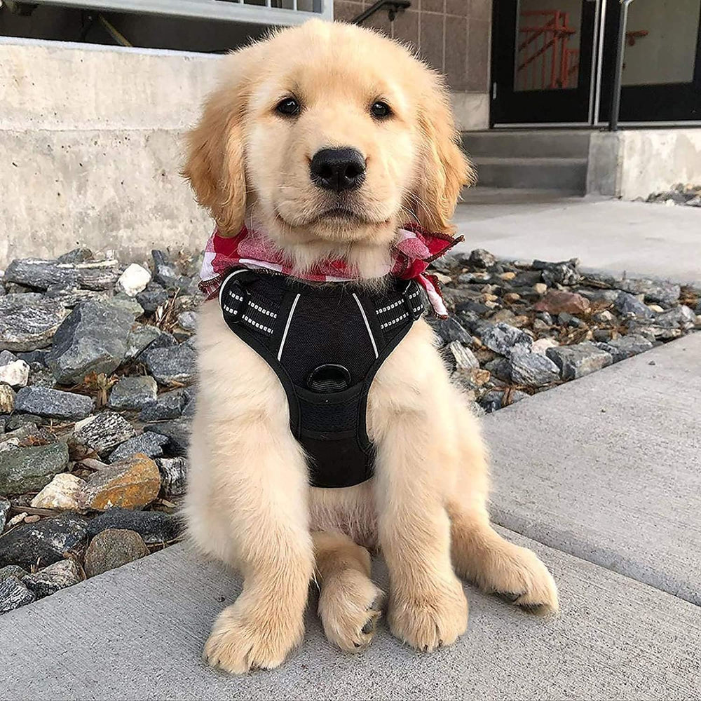 Top handle on the rabbitgoo dog harness.