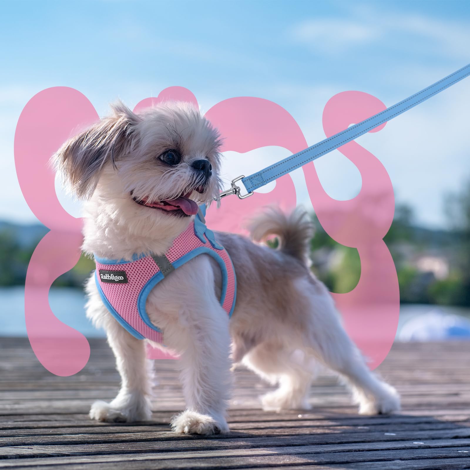 rabbitgoo dog harness shown being worn by a small dog.