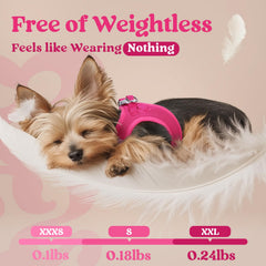 rabbitgoo Step-in Small Dog Harness with the buckle fastening visible.