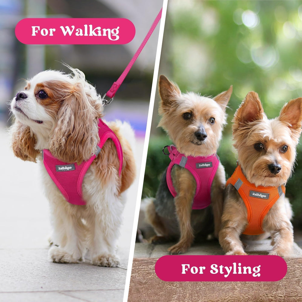 rabbitgoo small dog harness shown in a vibrant color option.
