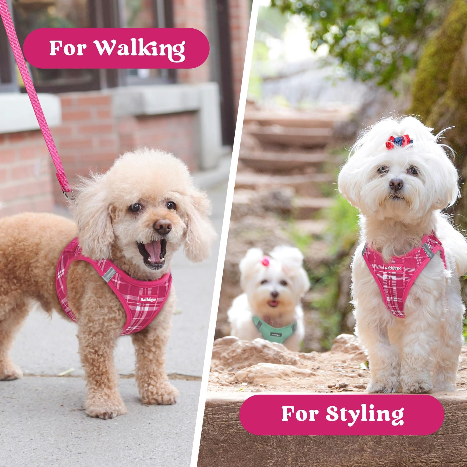 rabbitgoo small dog harness shown in a vibrant color option.