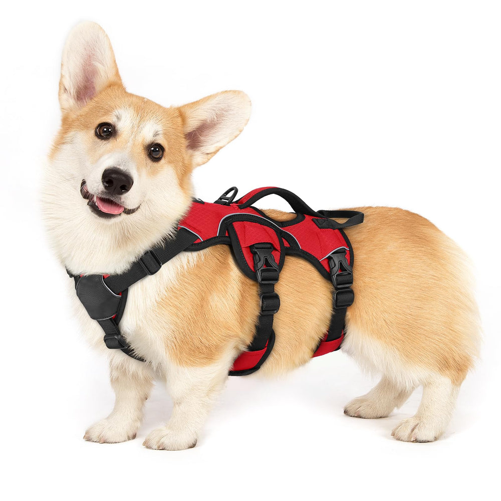 rabbitgoo small dog harness shown from the front with its adjustable straps.