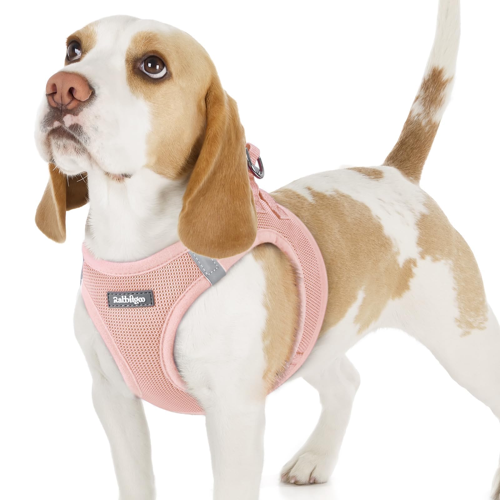 rabbitgoo small dog harness shown from the front.