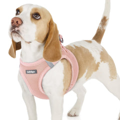 rabbitgoo small dog harness shown from the front.
