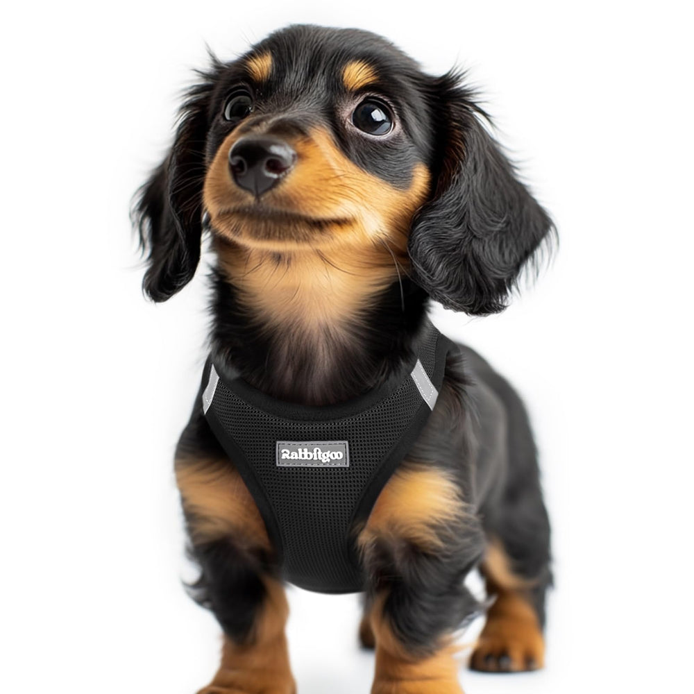 rabbitgoo small dog harness shown from the front.