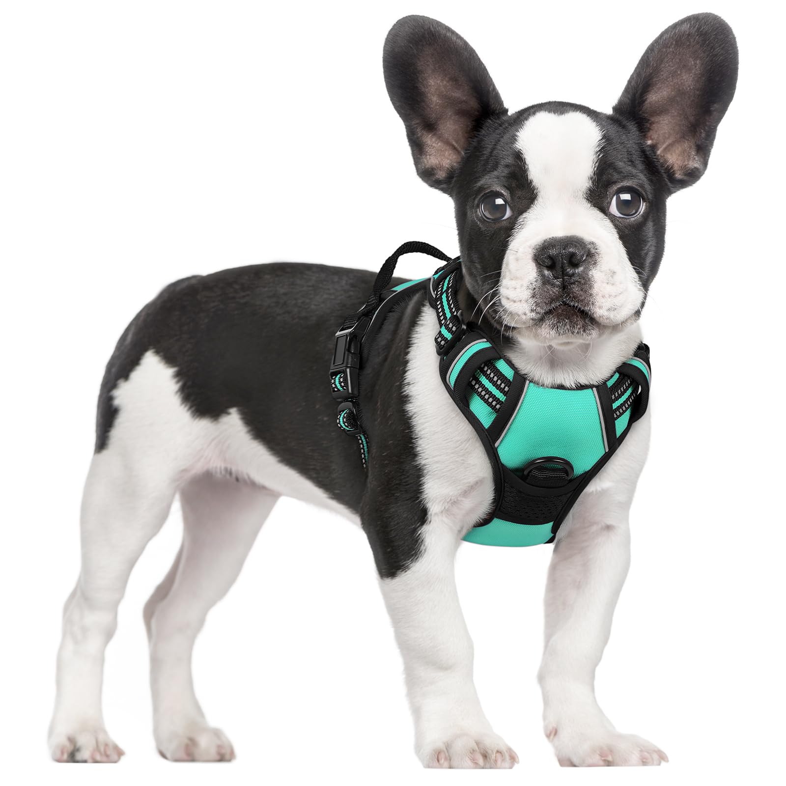 Front view of the rabbitgoo small dog harness in classic turquoise.