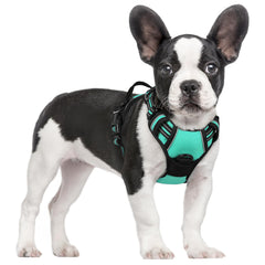 Front view of the rabbitgoo small dog harness in classic turquoise.