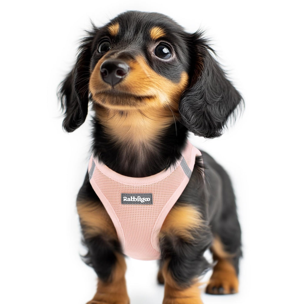 rabbitgoo small dog harness shown from the front.