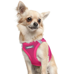 rabbitgoo small dog harness shown from the front.