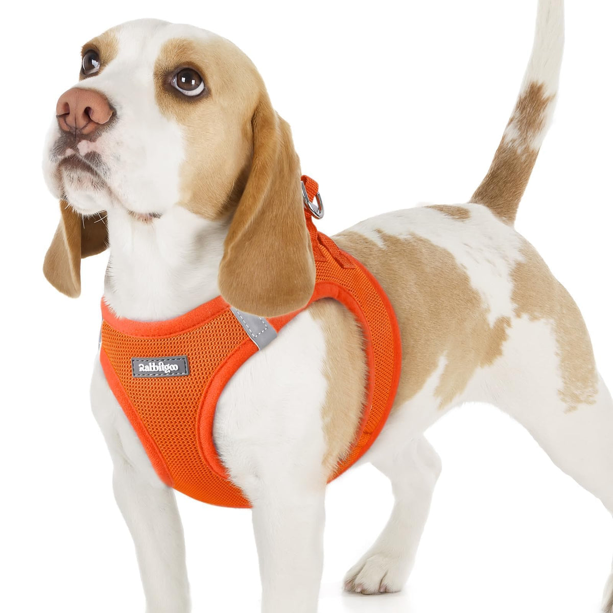 rabbitgoo small dog harness shown from the front.