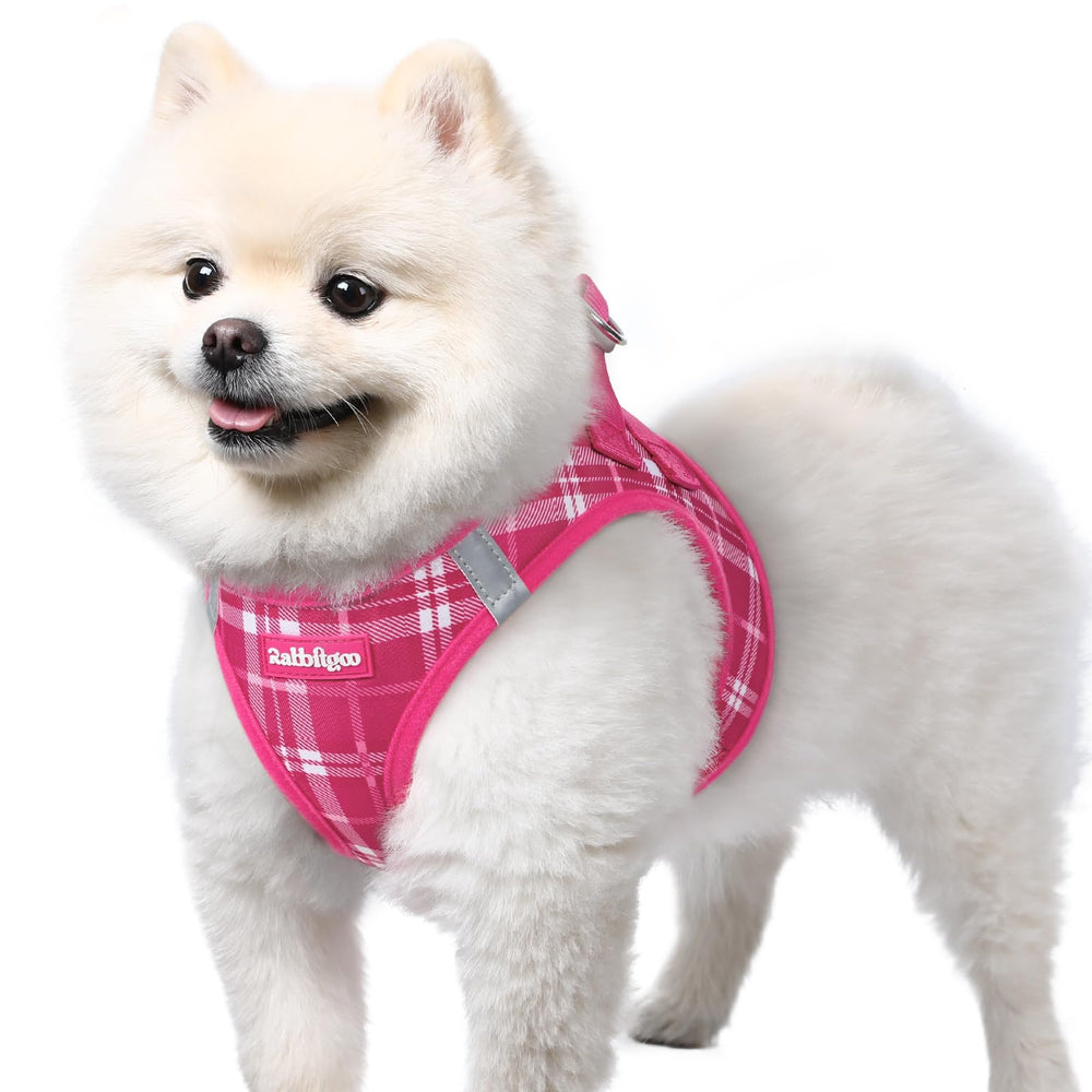 rabbitgoo small dog harness shown from the front.