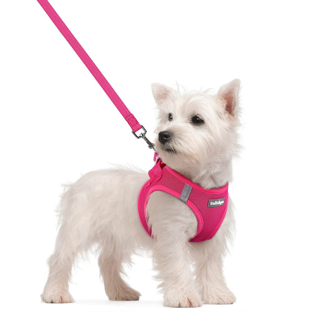 rabbitgoo small dog harness and leash set shown from the front.
