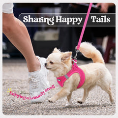 rabbitgoo small dog harness set shown being worn by a small dog.