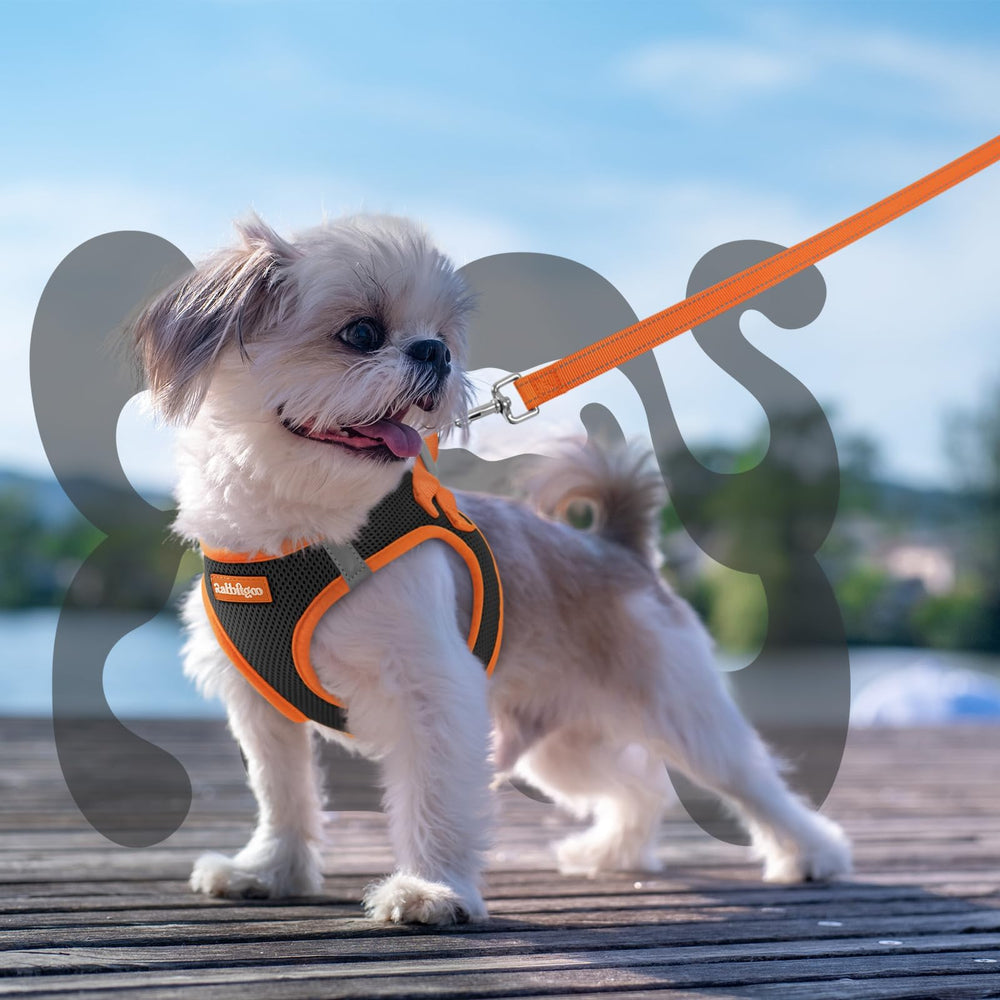 rabbitgoo small dog harness shown in its step-in design.