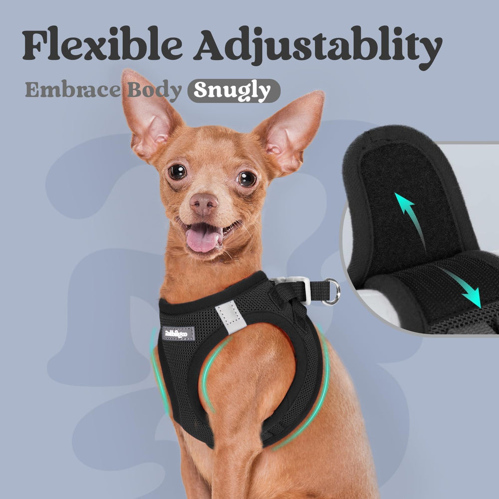rabbitgoo small dog harness being stepped into by a small dog.