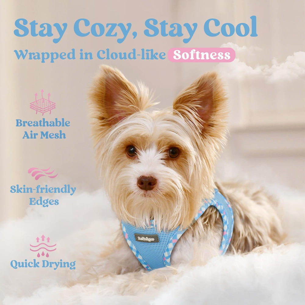rabbitgoo small dog harness shown in a step-in wearing sequence.