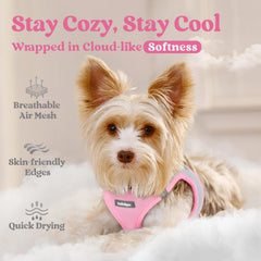 rabbitgoo Step-in Small Dog Harness being stepped into by a small dog.