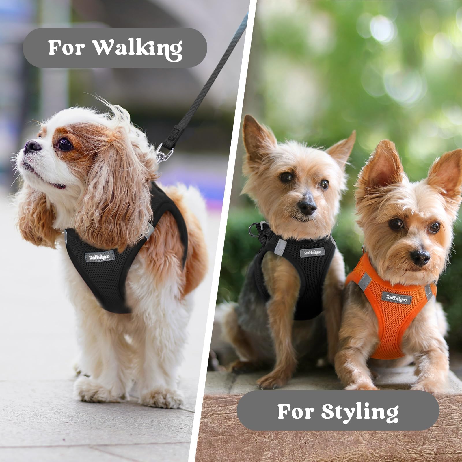 rabbitgoo small dog harness worn on a walk.