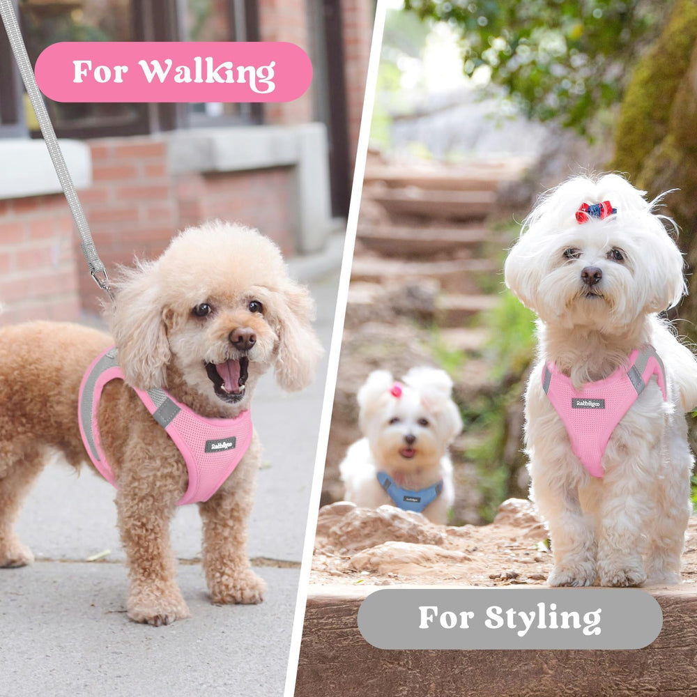 rabbitgoo Step-in Small Dog Harness worn by a dog on a walk.