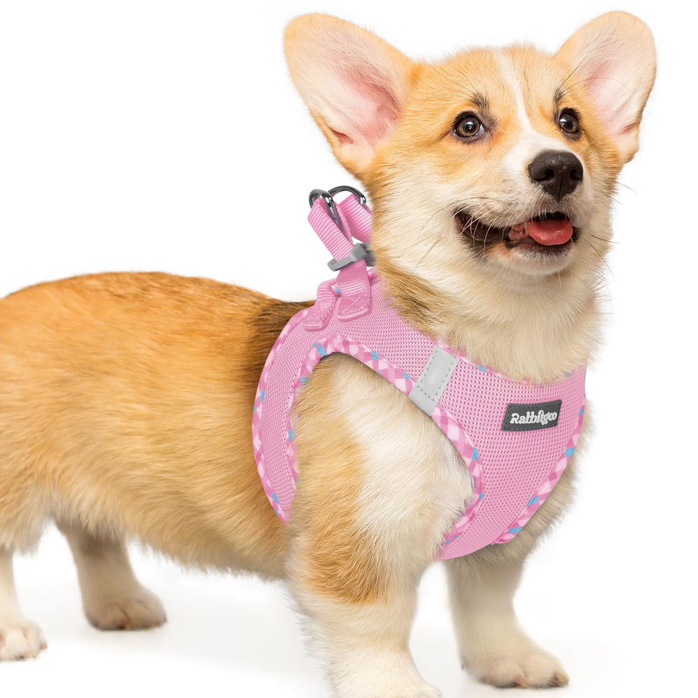 rabbitgoo step-in dog harness shown from the front.