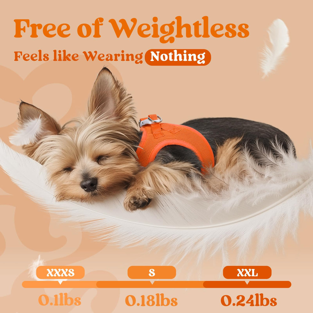 rabbitgoo step-in small dog harness buckle shown in close detail.