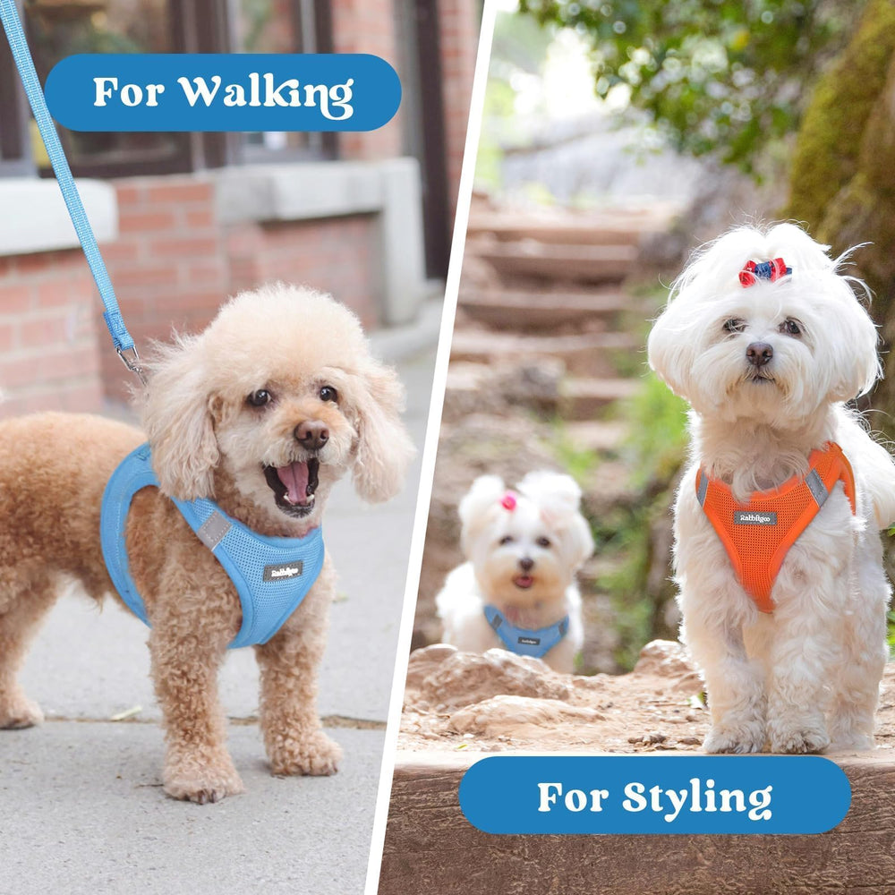 rabbitgoo Step-in Small Dog Harness shown in available color options.