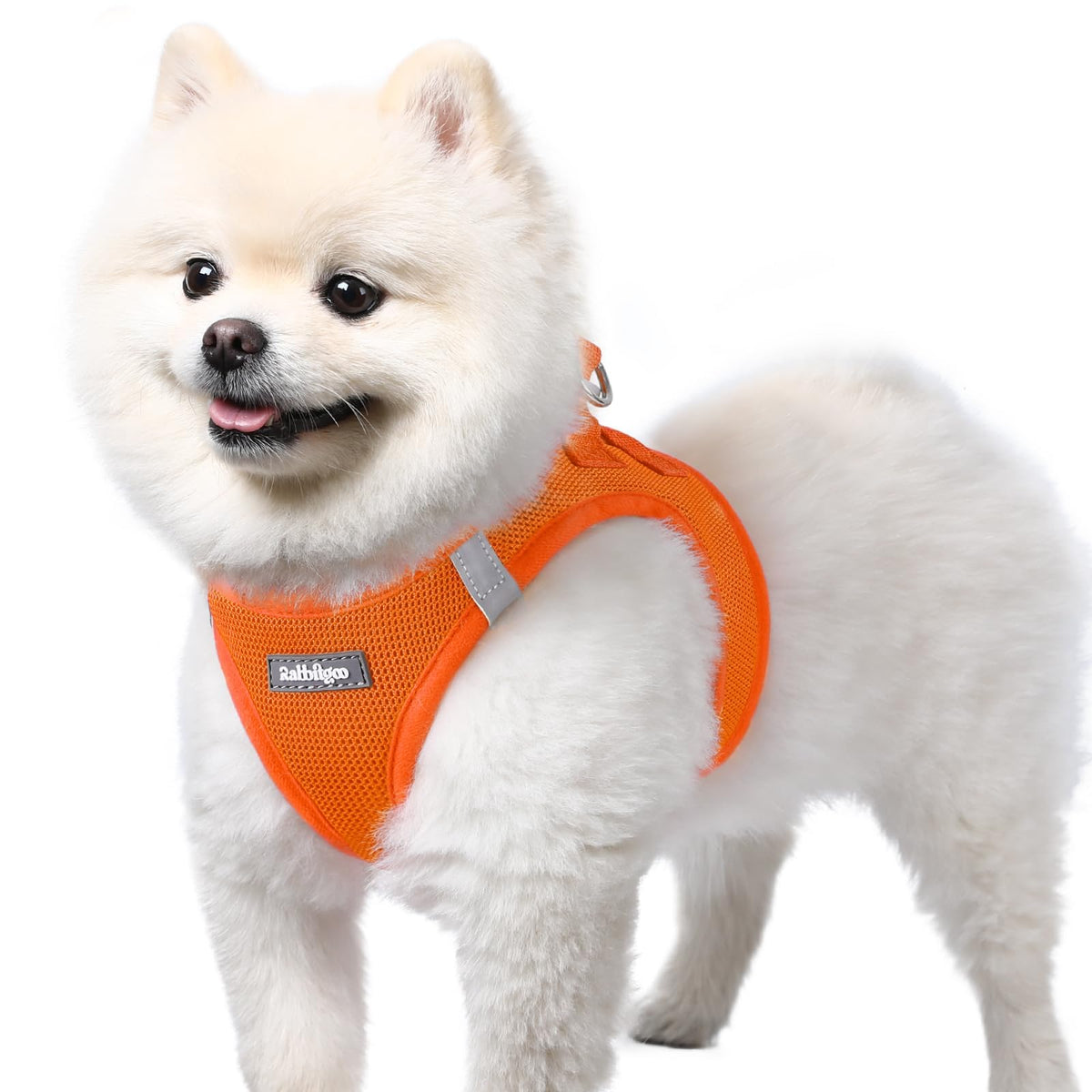 rabbitgoo step-in small dog harness shown from the front.