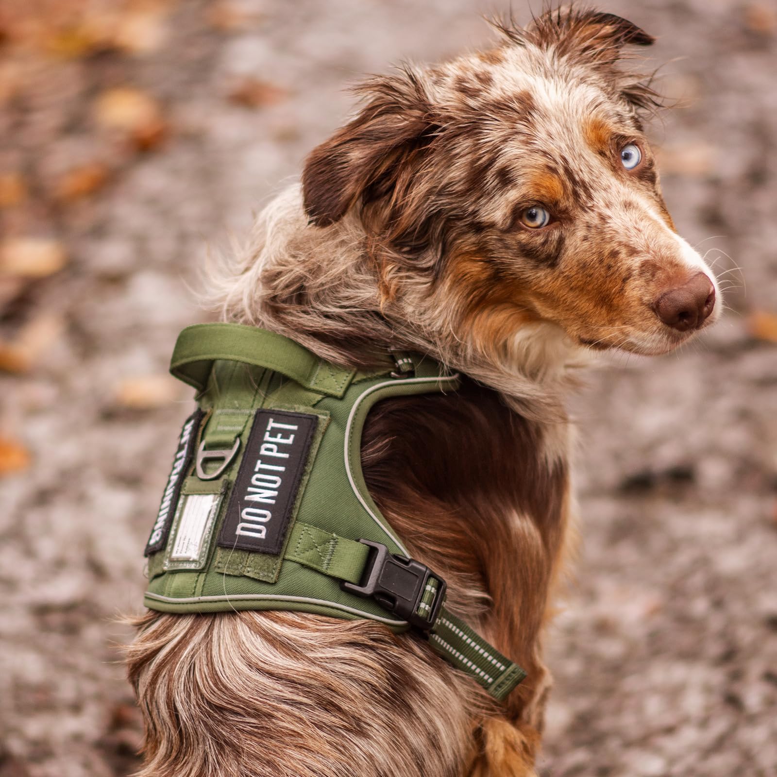 rabbitgoo Tactical Dog Harness chest buckles shown in close-up.