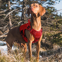 rabbitgoo tactical dog harness showing padded areas and breathable air mesh.