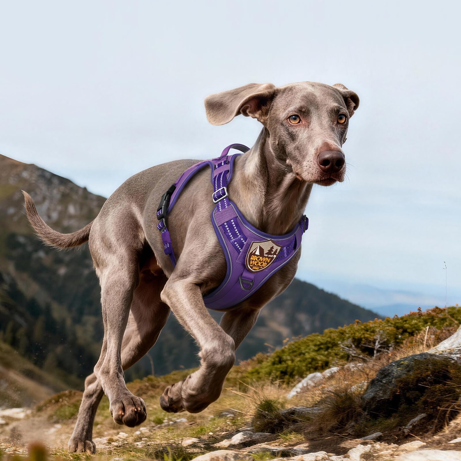 rabbitgoo Tactical Dog Harness fitted on a large dog.