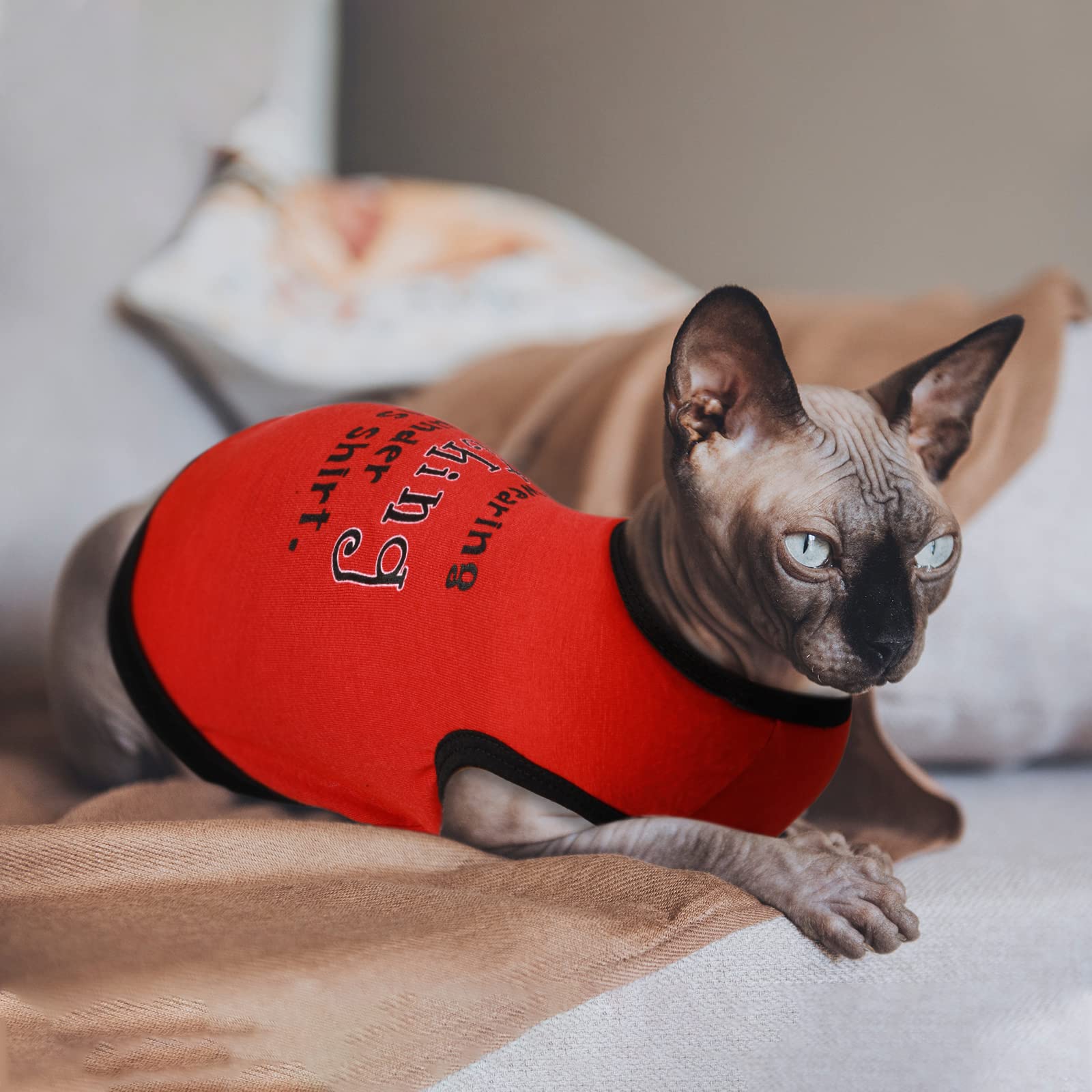 A dog wearing a Reginary dog shirt.