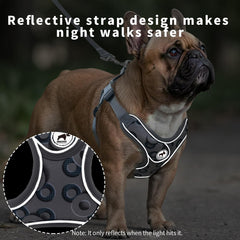 SAEGYPET dog harness and leash shown together as a set.