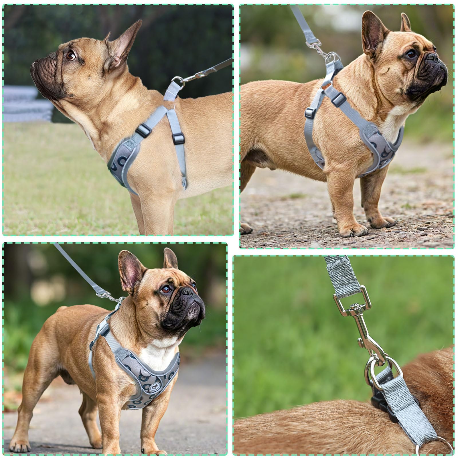 SAEGYPET dog harness detail showing the leash clasp and metal D-ring.