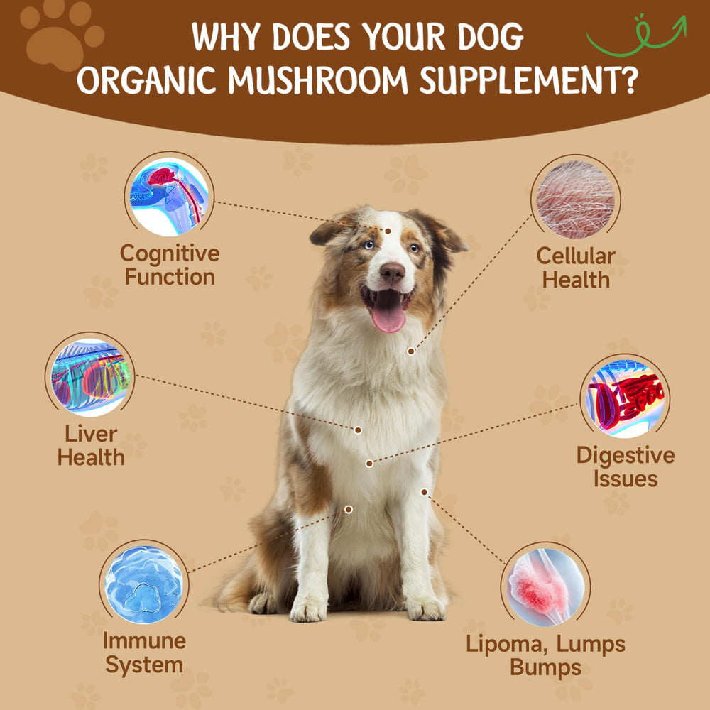 SANTKOL dog mushroom powder sprinkled over dog food.