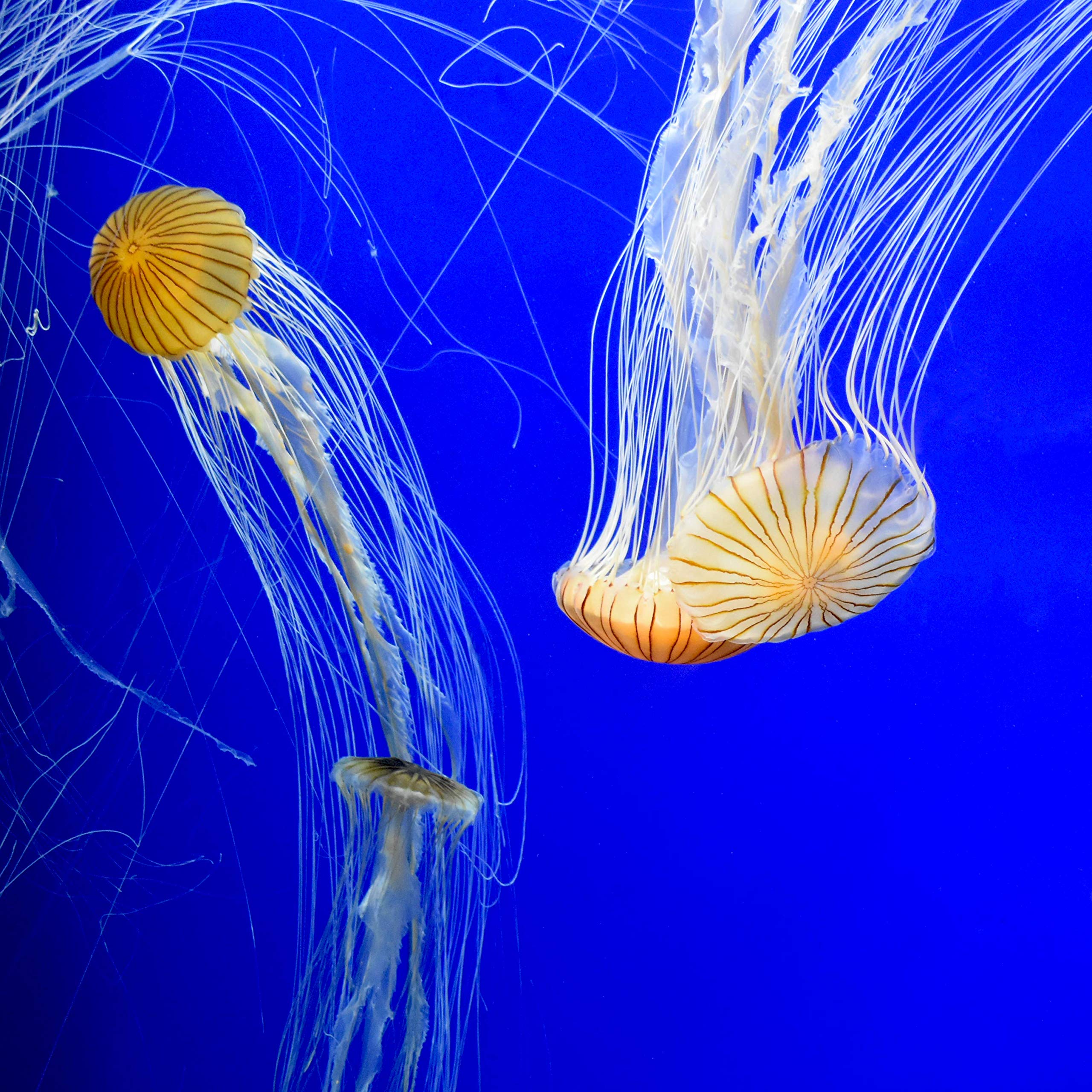 Seachem Prime conditioner shown in use for freshwater aquarium water.
