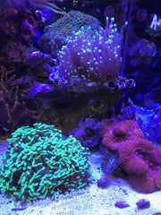 Seachem Reef Builder container shown from an angled side view.