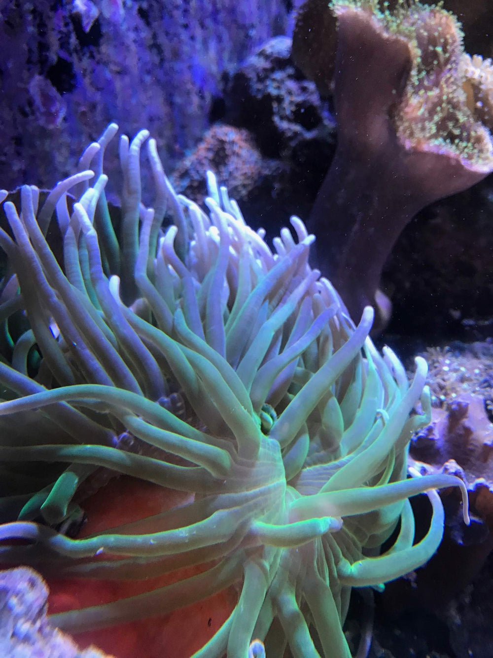 Seachem Reef Calcium bottle shown from an alternate angle.