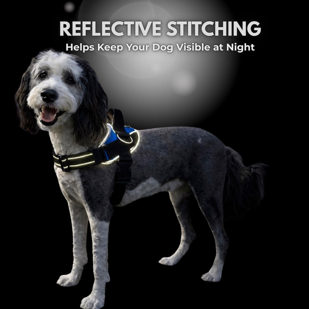 SHAWNCO dog harness shown in use on a dog during a walk.
