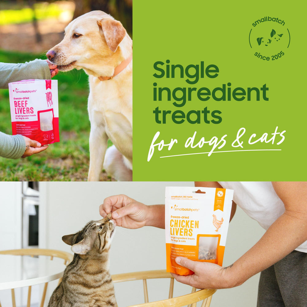 A cat enjoying a smallbatch chicken heart treat